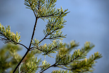 pine branches against sky, nacka,sverige,sweden, stockholm