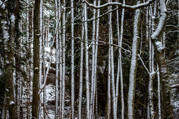 Fototapeta premium forest in winter, nacka,sverige,sweden, stockholm