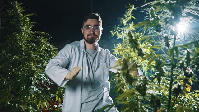 Happy dancing caucasian scientist male enjoying his stay on ecological hemp weed plantation. Cannabis cultivation. Emotions. Recreational drugs.
