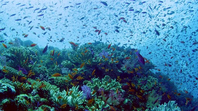Large flock of colorful tropical fish feeding among coral reef near Fiji