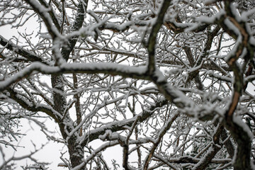 snow covered branches, nacka,sverige,sweden, stockholm