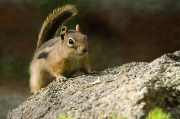 Ground squirrel on a rock.