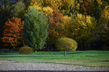 Naklejka premium autumn in the park