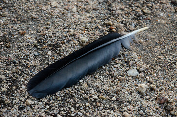 A lone black bird feather on the ground.