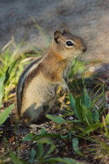 A ground squirrel reaching for grass on the forest floor.