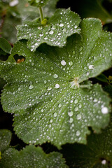 Regentropfen auf Blatt