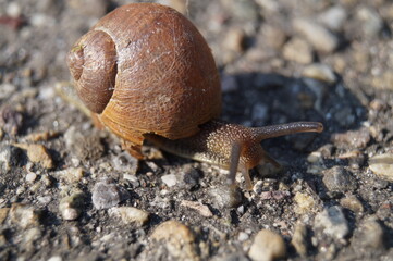 Schnecke Schneckenhaus