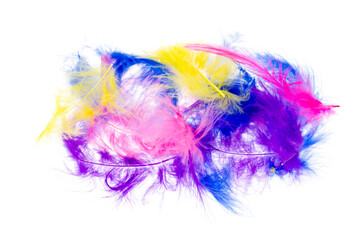 Decorative multi-colored feathers isolated on white background.
