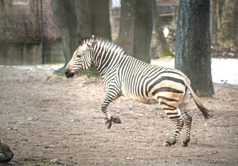 Zebra Equus burchell's running and jumping with snow in the background.