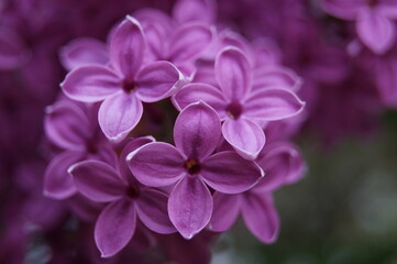 Fototapeta na wymiar Blume Blüte violett Hintergrund Copyspace