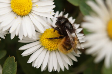 Obraz premium Biene Blüte Blume bestäuben Blütenstaub Makro