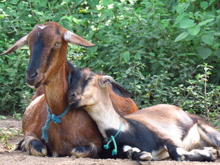 goat love