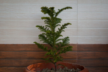 norfolk island pine or indoor pine tree in front of wooden tiles