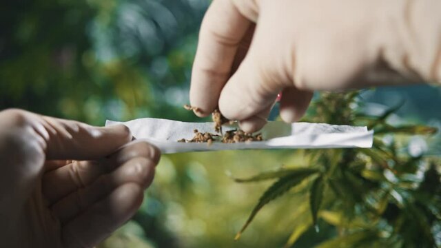 Hands of man in gloves making joing with medical marijuana rolling paper for relaxation. Weed culture. Smoking activity. Weed plantation concept.