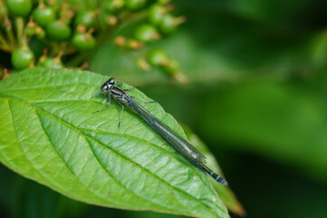 Libelle Blatt Close Up Insekt