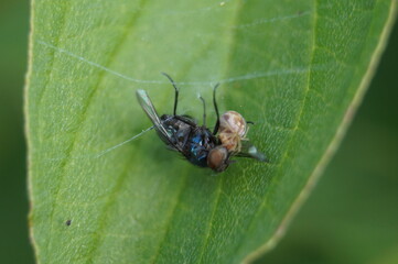 Blatt Insekten Spinne frisst Fliege einwickeln