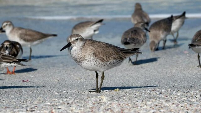 Dunlin birds (Calidris alpina) feeding on a Gulf of Mexico beach at St. Pete Beach, Florida.