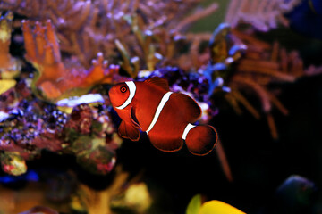 Premnas biaculeatus - Spine cheeked anemone clownfish