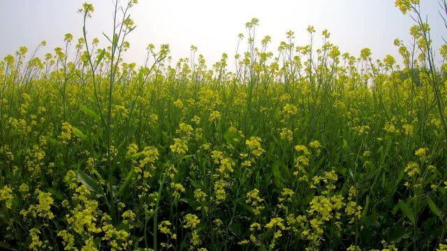 Mustard crop in field
