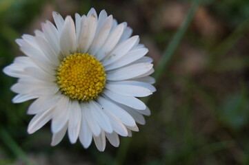 Obraz premium Gänseblümchen