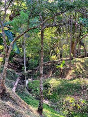 trees in the woods