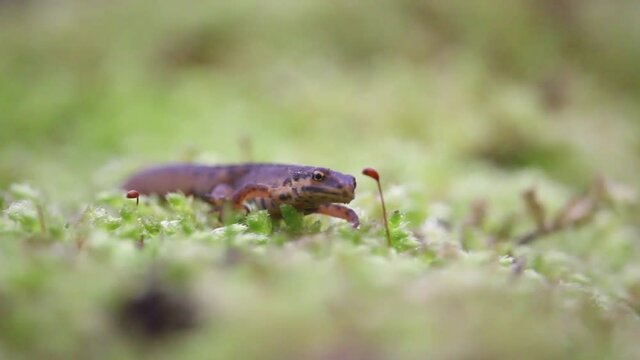 Teichmolch am Bodensee