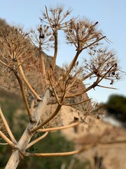 branches