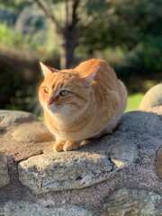 cat on the rocks