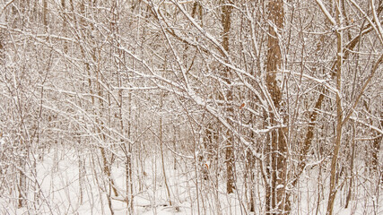 Close up of snow on tree in winter forest. Ontario Canada snow covered trees