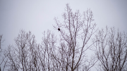 Red tail hawk on snowy cold winter day in Ontario Canada. Blue sky and snow covered tree.