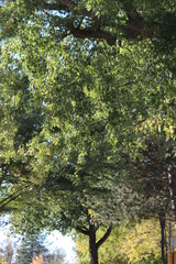 Tree leaves start to change color in early fall