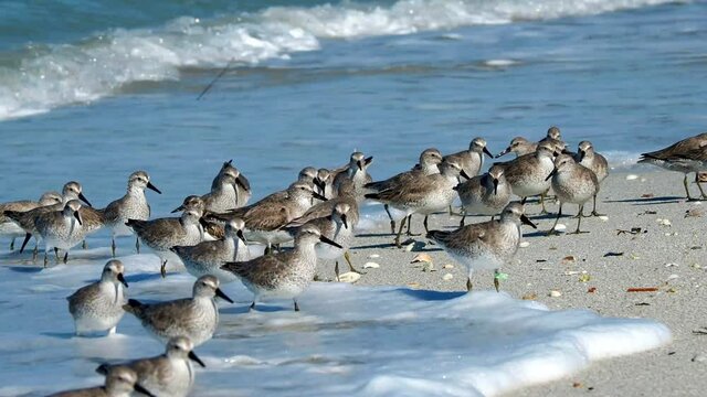 Dunlin birds (Calidris alpina) feeding on a Gulf of Mexico beach at St. Pete Beach, Florida.