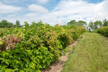 Fototapeta na wymiar You pick raspberry field with ripe fruit on vines
