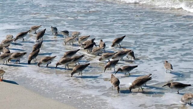 Dunlin birds (Calidris alpina) feeding on a Gulf of Mexico beach at St. Pete Beach, Florida.