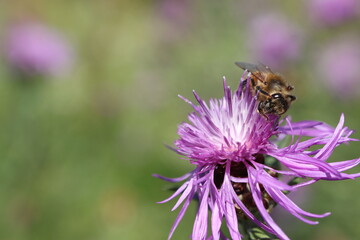Honigbiene putzt sich