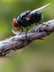 close up of a fly