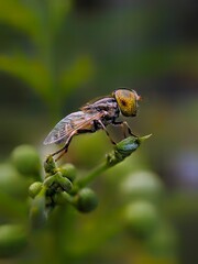 fly on a leaf