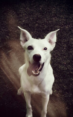 Obraz premium portrait of a dog