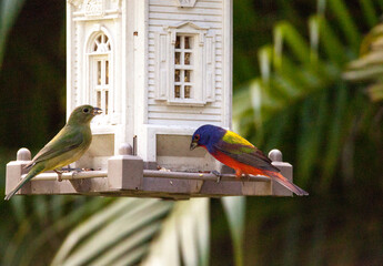 Male painted bunting Passerina ciris bird on a bird feeder