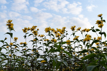 field of sunflowers