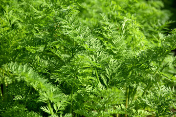 人参の葉　葉模様