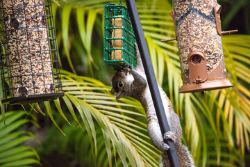 Eastern gray squirrel Sciurus carolinensis  hangs from a birdfeeder to eat bird seed