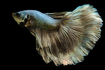 Beautiful movement of green Betta fish, Siamese fighting fish, Betta splendens isolated on black background.