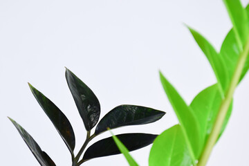 Black ZZ Plant (Zamioculcas Zamifolia) put forth fresh leaves on white blackground, low maintenance, low water and easy to care for house plant, Rare Air Purifier tree.