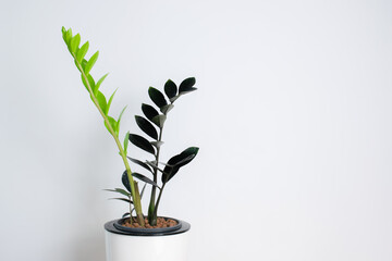 Black ZZ Plant (Zamioculcas Zamifolia) put forth fresh leaves in white plastic pot, low...