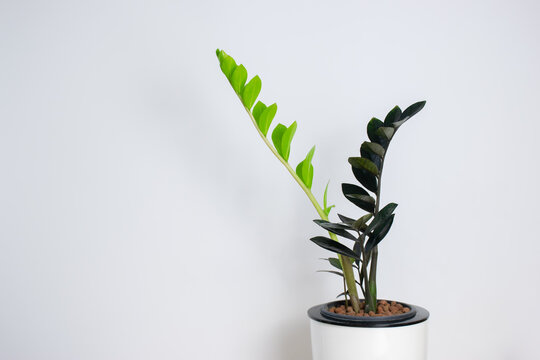 Black ZZ Plant (Zamioculcas Zamifolia) put forth fresh leaves in white plastic pot, low maintenance, low water and easy to care for house plant, Rare Air Purifier tree.
