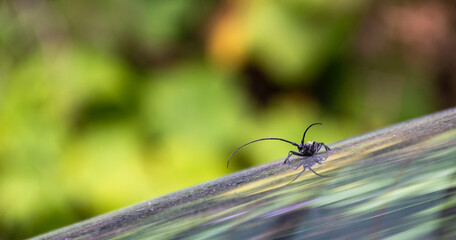 Beetle