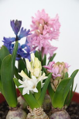 Hyacinth, Hyacinthus orientalis - common, Dutch or garden hyacinth with violet and pink flowers