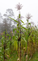 image of corn harvest in Barragán Valle del Cauca Colombia