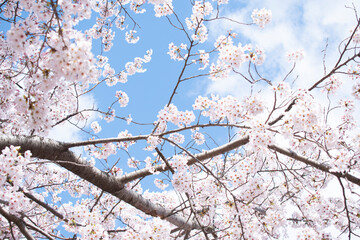 만개한 벚꽃나무